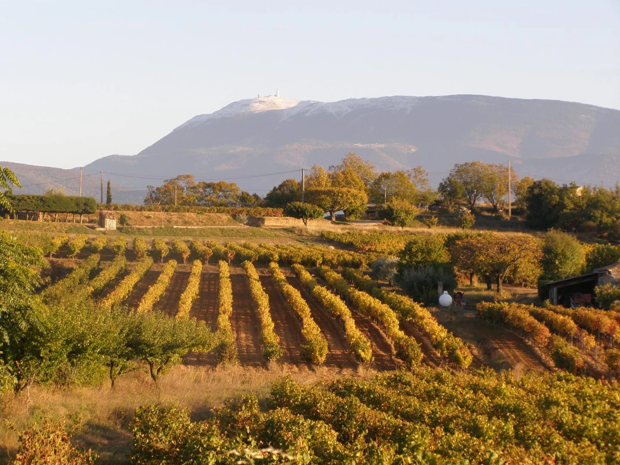 Le Jas des grands cèdres - Photo vue Mont-Ventoux